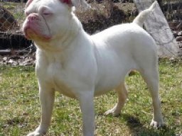 bonsai_bulldogge_20211206_1316193876